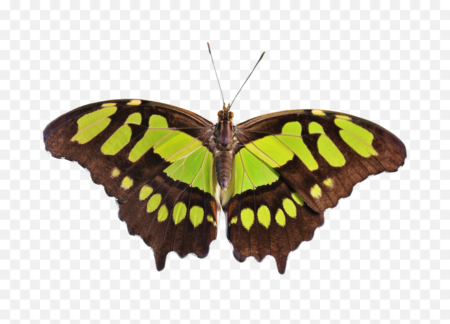 Butterfly Png Transparent Image - Butterfly Png,Butterfly Transparent