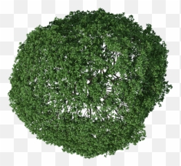 Download Hd Trees Plan View Png Black And White - In Transparent Background