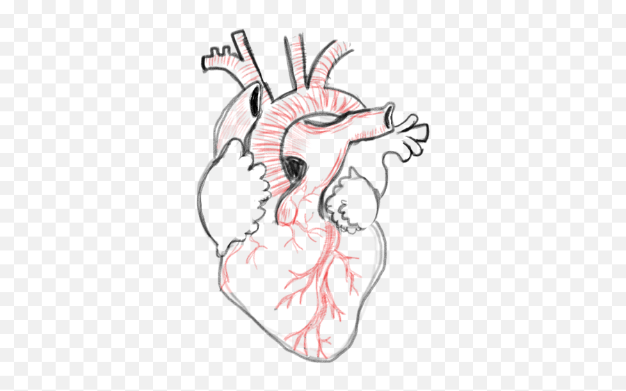 Drawing A Blank Anatomical Heart Number One With Bullet - Heart Reference Drawing Png,Anatomical Heart Png