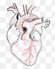 Drawing Blank Anatomical Heart Number One With Bullet - Reference png