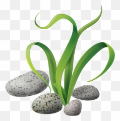 Download Algae Stones Png Clip Art - Algae Png,Algae Png
