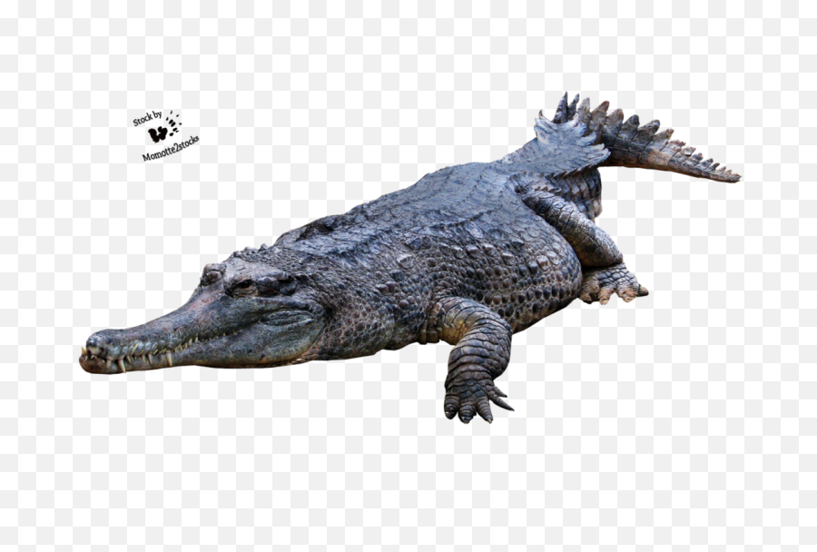 Crocodile Gator Png - Alligator Png,Gator Png