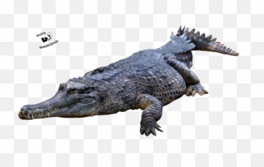 Crocodile Gator Png - Alligator Png,Gator Png