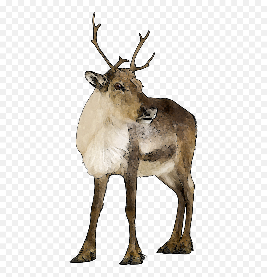 Full Size Png Image - Real Reindeers,Caribou Png