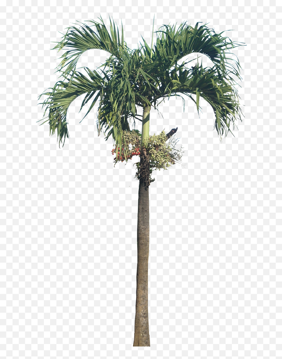 Royal Palm Png Picture 791971 - Betal Nut Tree Png,Palm Png
