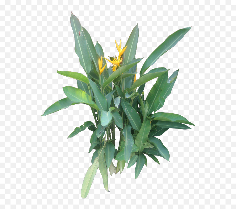 Tropical Plant Pictures Heliconia - Heliconia Png,Tropical Plants Png