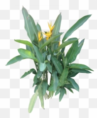 Tropical Plant Pictures Heliconia - Png