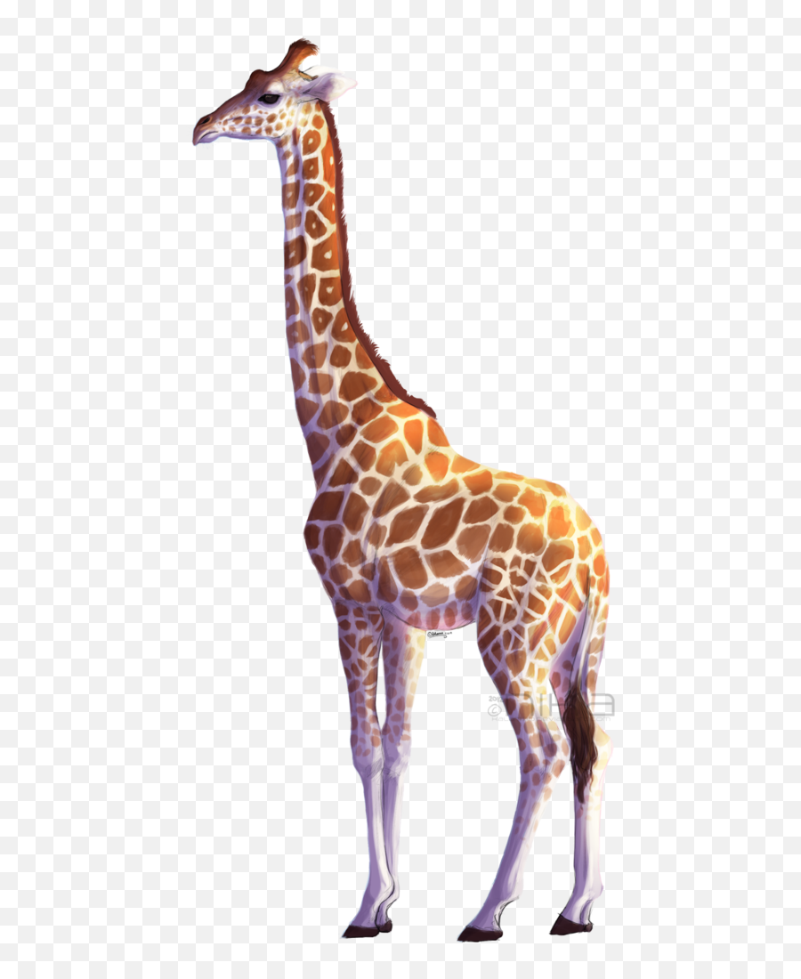 Png Background - Giraffe Transparent Background,Giraffe Transparent Background