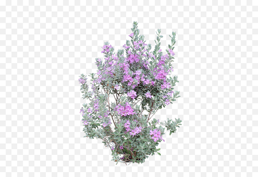 Download Heavenly Cloud Sage - Transparent Purple Pampas Tree Mallow Png,Sage Png
