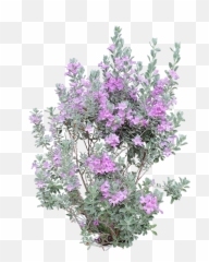 Download Heavenly Cloud Sage - Transparent Purple Pampas Tree Mallow Png,Sage Png