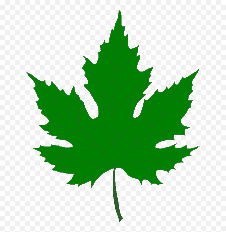Leaves Clipart Png Picture 541166 - Maple Leaf Green Png,Leaves Clipart Png