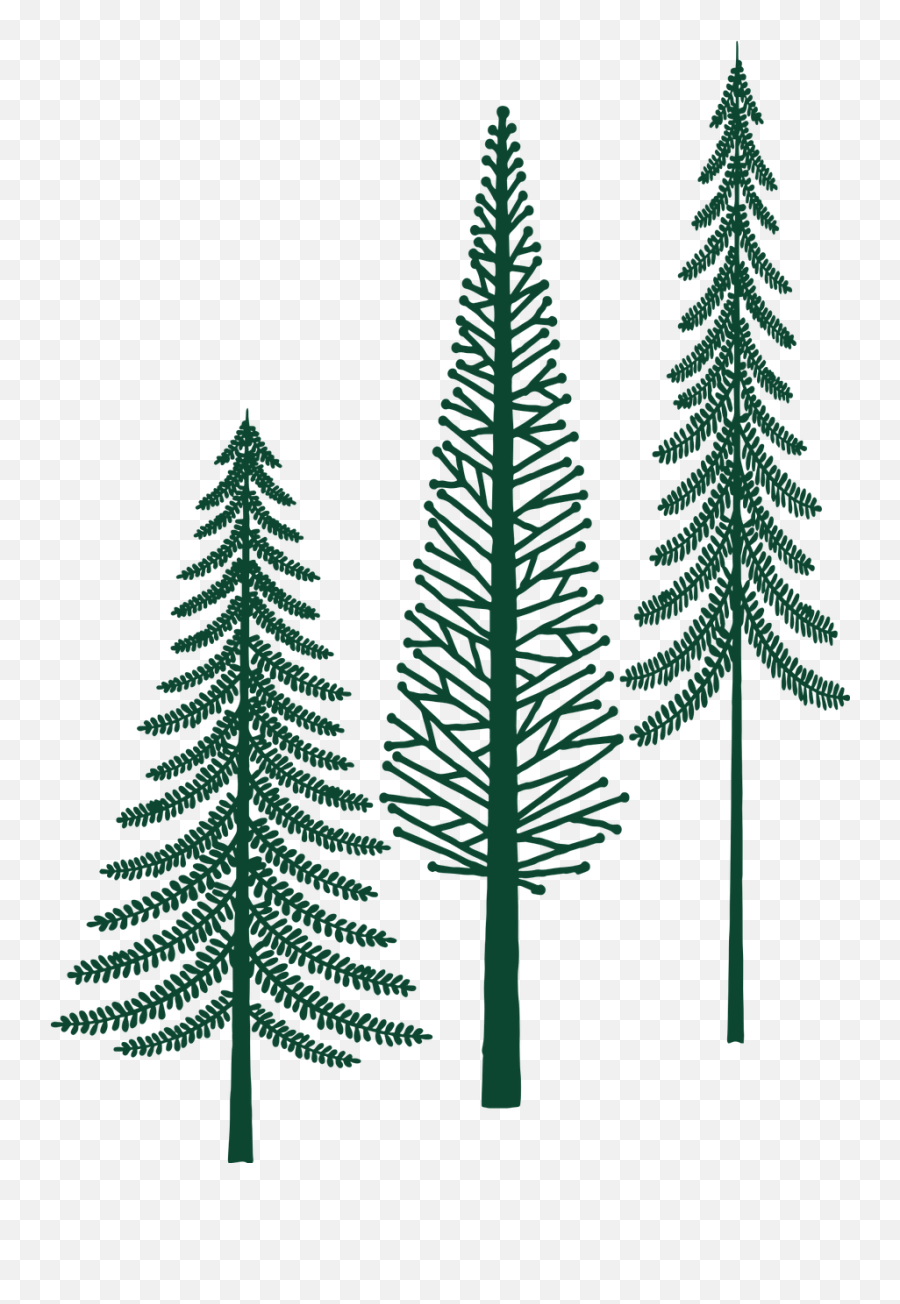 Evergreen Trees Forest Tree - Free Vector Graphic On Pixabay White Pine Png,Evergreen Tree Png