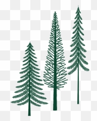 Evergreen Trees Forest - Free vector graphic on Pixabay White Pine png