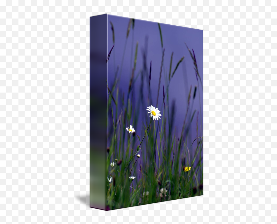Hiding In The Long Grass By Brian Raggatt - Camomile Png,Long Grass Png