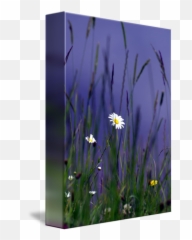 Hiding The Long Grass By Brian Raggatt - Camomile png