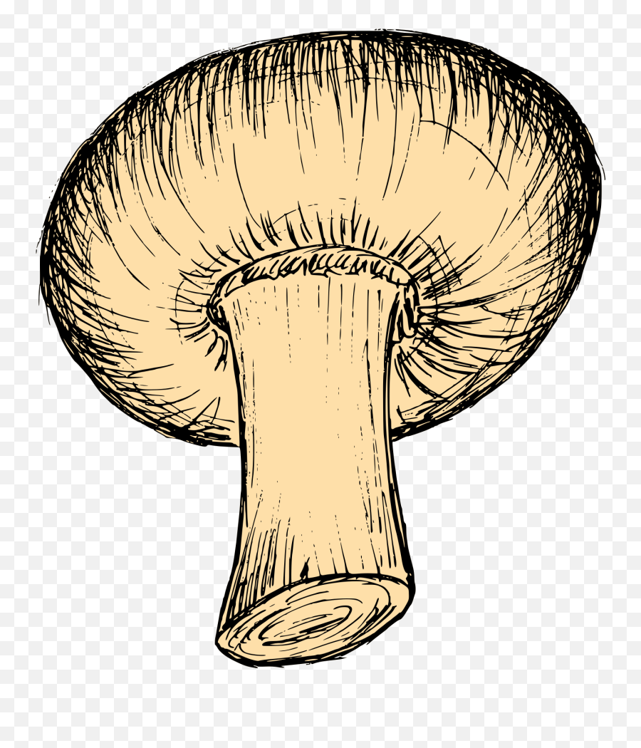 Mushroom Drawing Vector Eps Svg Png Transparent - Mushrooms Png Drawn,Mushroom Transparent Background