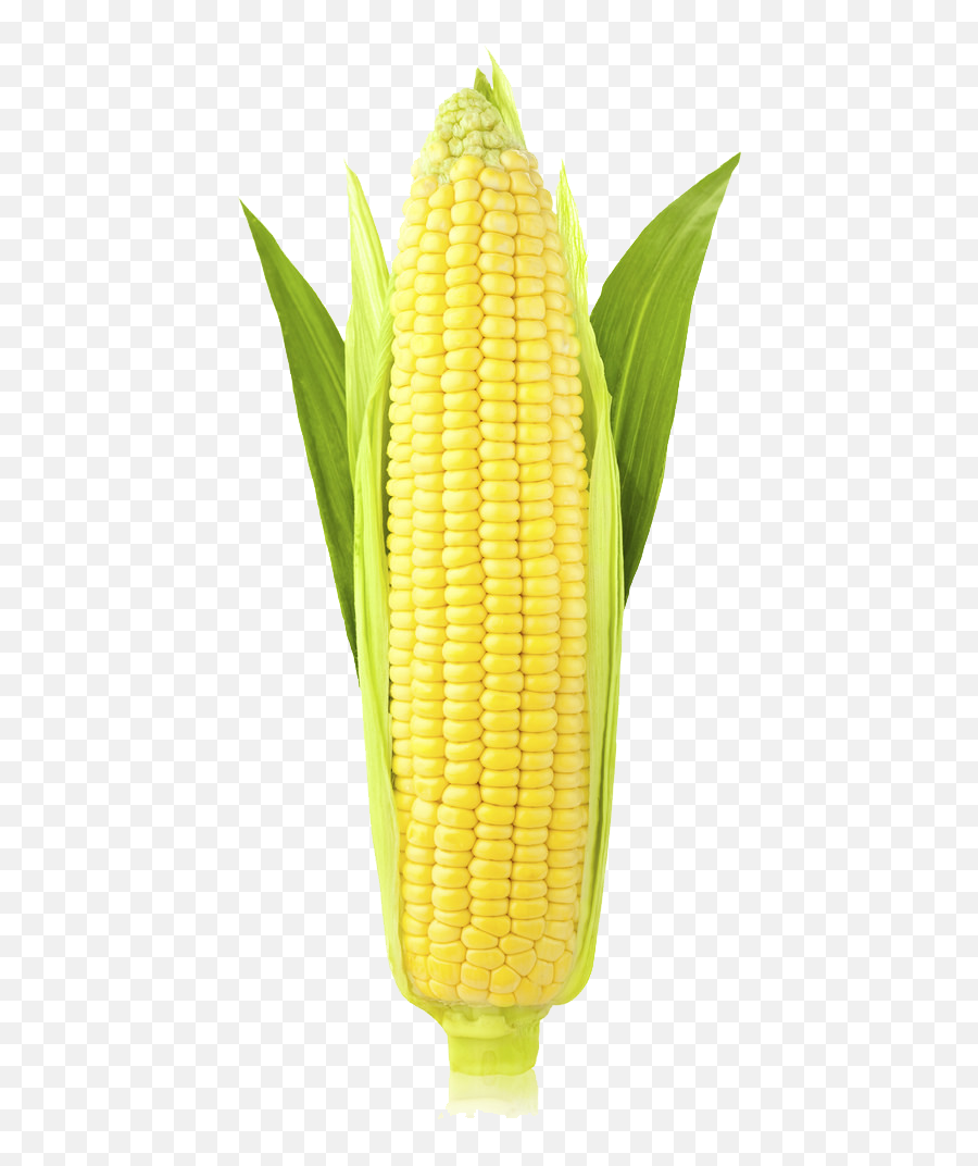 Download Free Png Corn Image - Corn On The Cob Vertical,Corn Cob Png