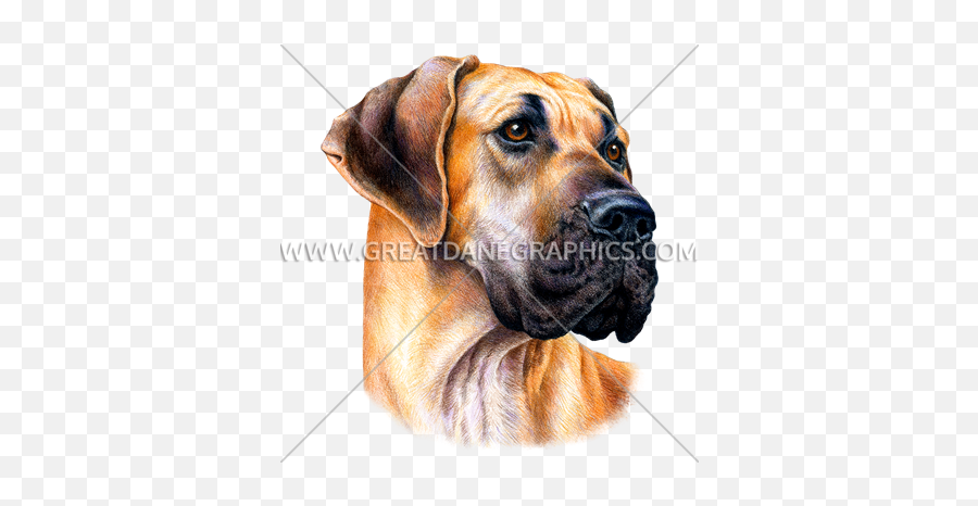 Ready Artwork For T - Great Dane Dog Vector Face Png,Great Dane Png