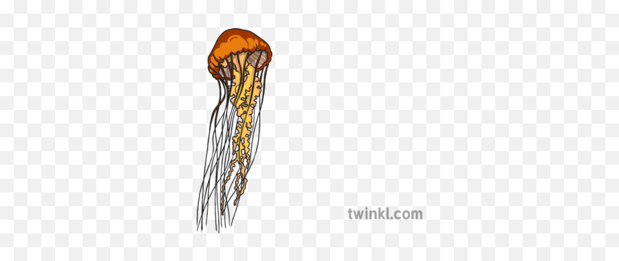 Hydrostatic Skeleton Jellyfish Illustration - Twinkl Medusas Blanco Y Negro Png,Jellyfish Png