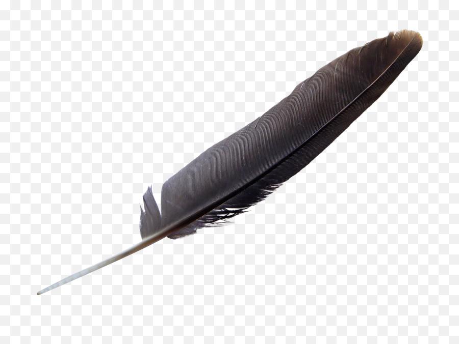 Feather Png Transparent Image Pngpix - Transparent Background Quill Png,Black Feather Png