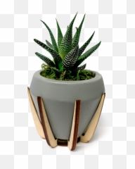 Atomic Haworthia Planter - Flowerpot Full Size Png Flowerpot,Planter Png