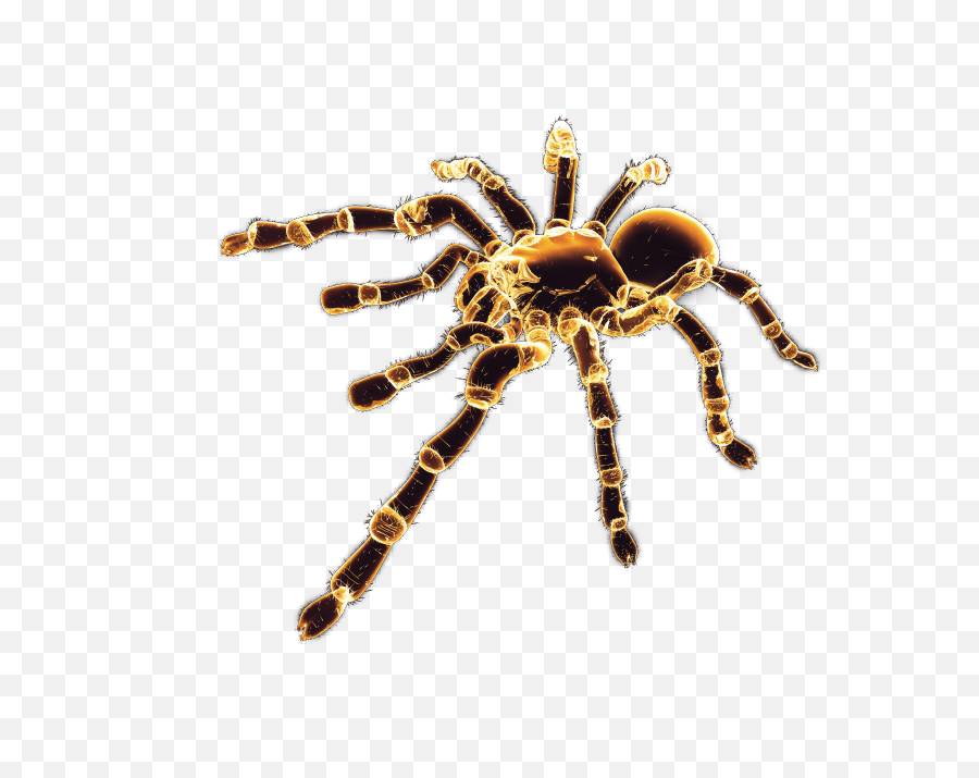 Spider Bug Tarantula - Sticker By Me Hartman Digital Spider Png,Tarantula Png