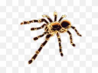 Spider Bug Tarantula - Sticker By Me Hartman Digital Spider Png,Tarantula Png