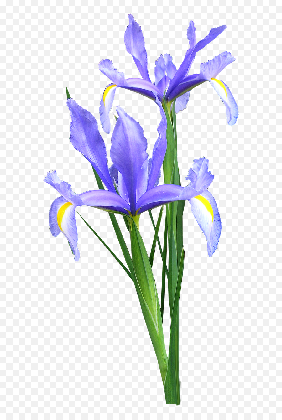 Download Iris Dutch Flowers - Bunga Iris Png Png Image With Iris Flower Png,Bunga Png