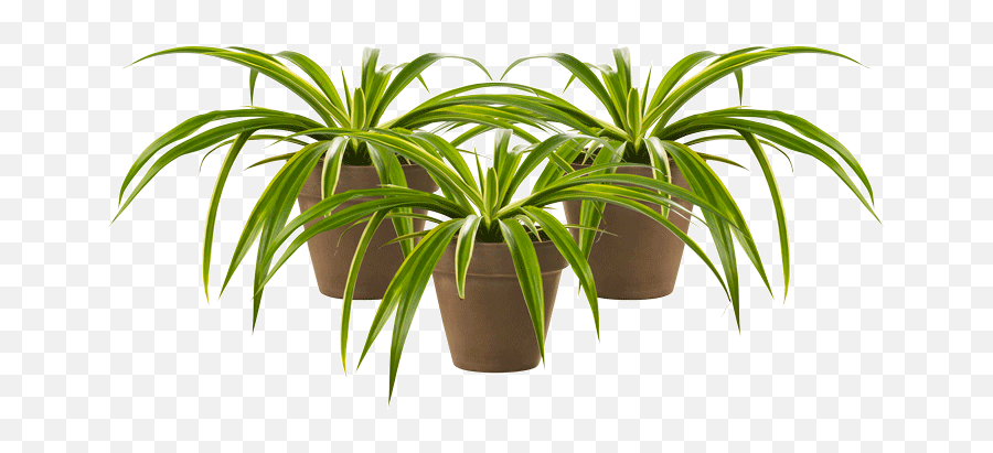 Indoor Plants Png - Chlorophytum Trio Outdoorindoor Plant Indoor Outdoor Plants Png,Indoor Plant Png