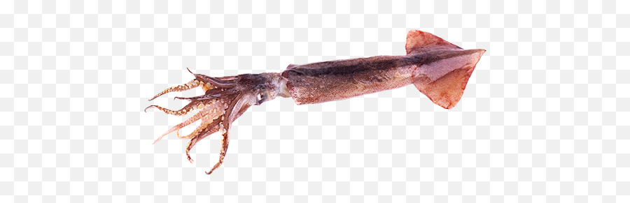 European Squid U2013 Seafood - European Squid Png,Squid Png