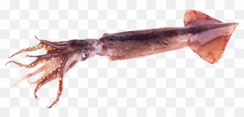 European Squid U2013 Seafood - European Squid Png,Squid Png