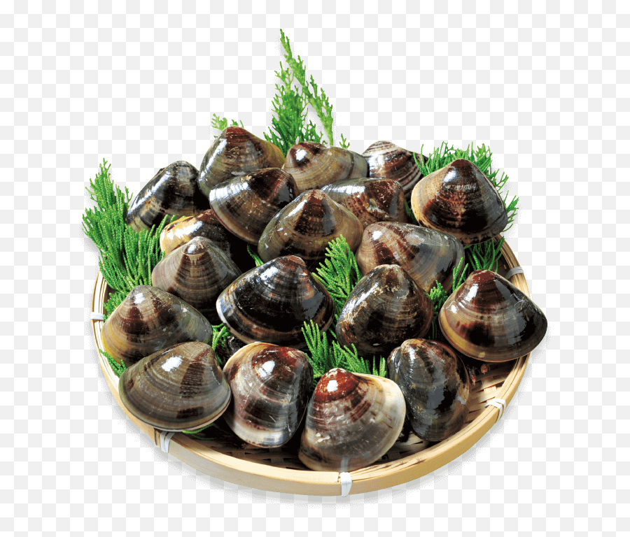 Download Kuwanau0027s Famous Hamaguri Clams Are Known For Their - Oyster Png,Clam Png