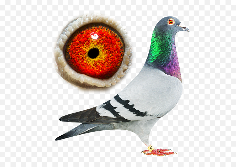 Dan - 023120529 Mu0026c Breeding Pigeon Usain Bolt Png,Usain Bolt Png