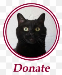 Cat Paws Png - Paws Is An All Volunteer Non Profit Animal Black Cat