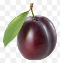 Download Free Png Image - Plumpng Plumtopia The Michael Plum Stock,Michael Rosen Png
