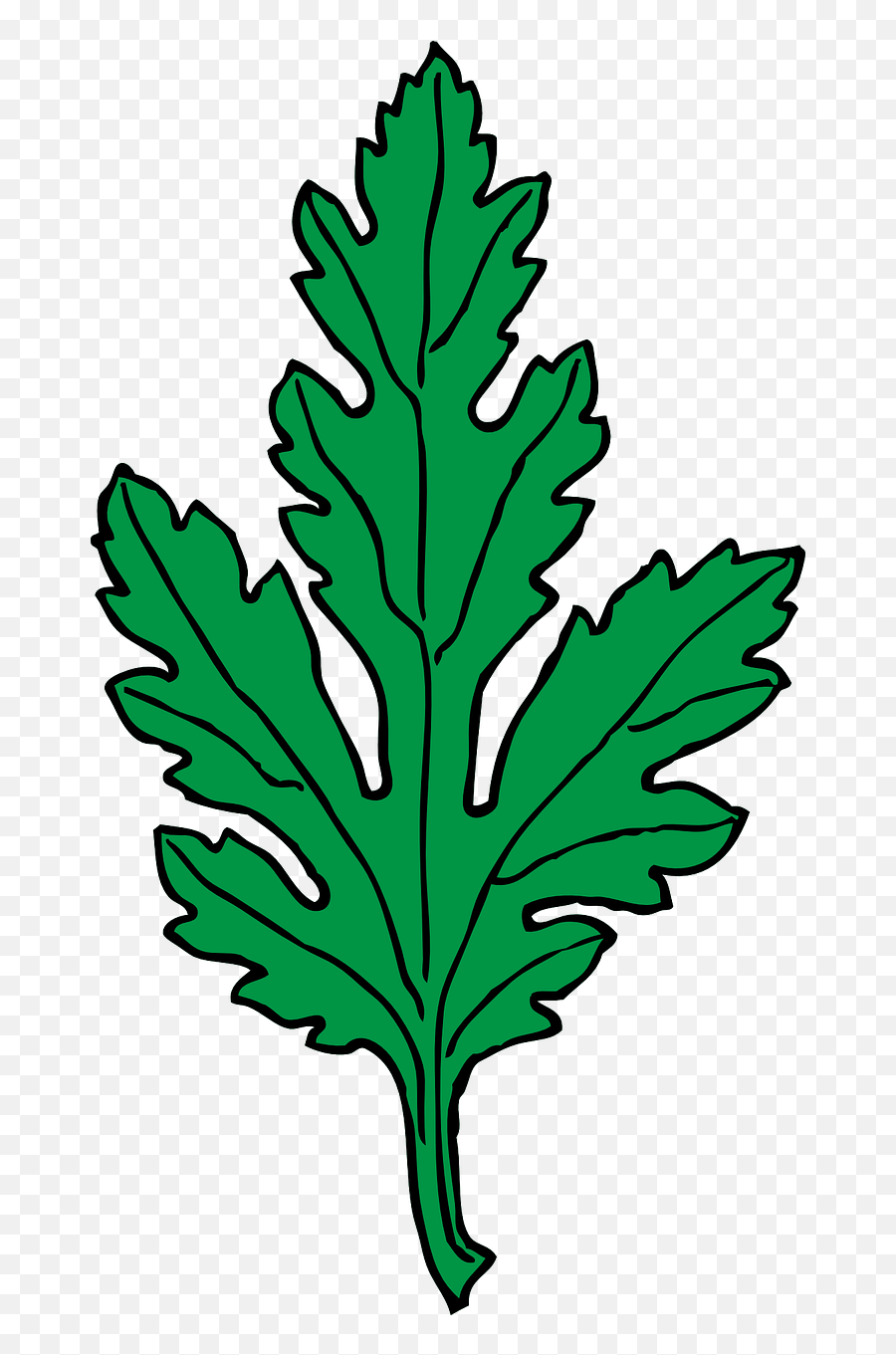 Chrysanthemum Drug Herb - Green Leaf Clip Art Png,Ivy Leaf Png