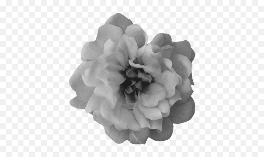 Download Free Png Flowers No21 Flower 3 - Template Graphic Carnation,Flower Graphic Png