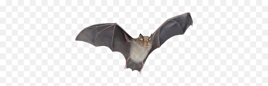 Bat Png - Silver Haired Bat Png,Bat Transparent