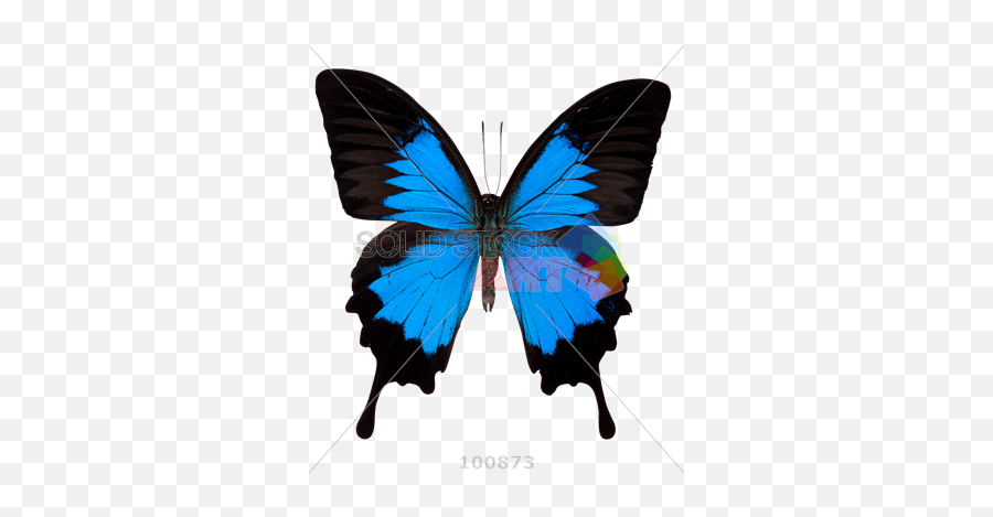 Stock Photo Of Butterfly Transparent - Ulysses Butterfly Png,Butterfly Transparent
