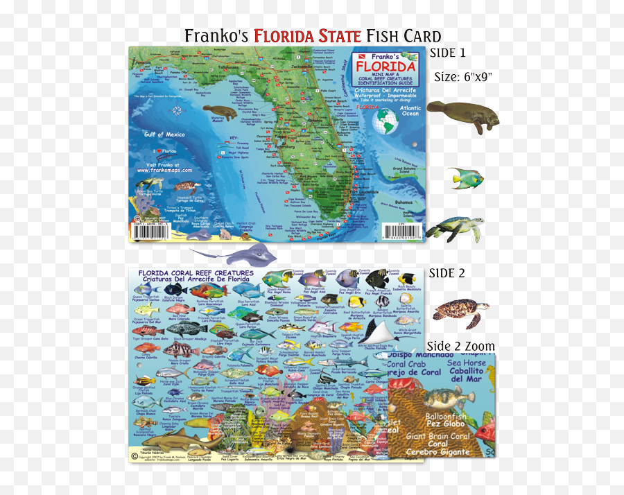 Florida State Fish Card Frankou0027s Fabulous Maps Of Favorite - Reef Fish Of Florida Png,Florida Map Png