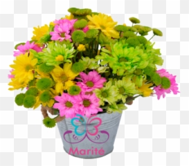 Balde De Maules - African Daisy Full Size Png Download,Daisy Png
