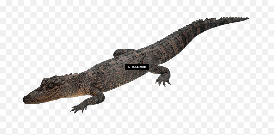 Download Crocodile Gator Png Image With - American Crocodile,Gator Png