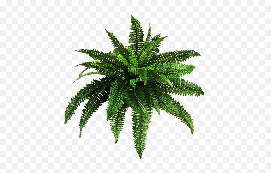 Download Free Plants Png Pic Icon Favicon Freepngimg - Transparent Fern Plant Png,Fern Icon