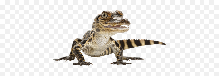 Download Alligator Png Photos - Baby Crocodile Png,Alligator Transparent Background