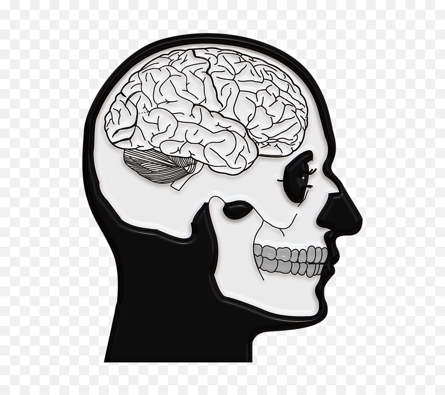 Brain Drawing Transparent Png - Focus Understanding How The Brain Works Answer Key,Skull Drawing Png