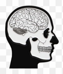 Brain Drawing Transparent Png - Focus Understanding How The Brain Works Answer Key,Skull Drawing Png