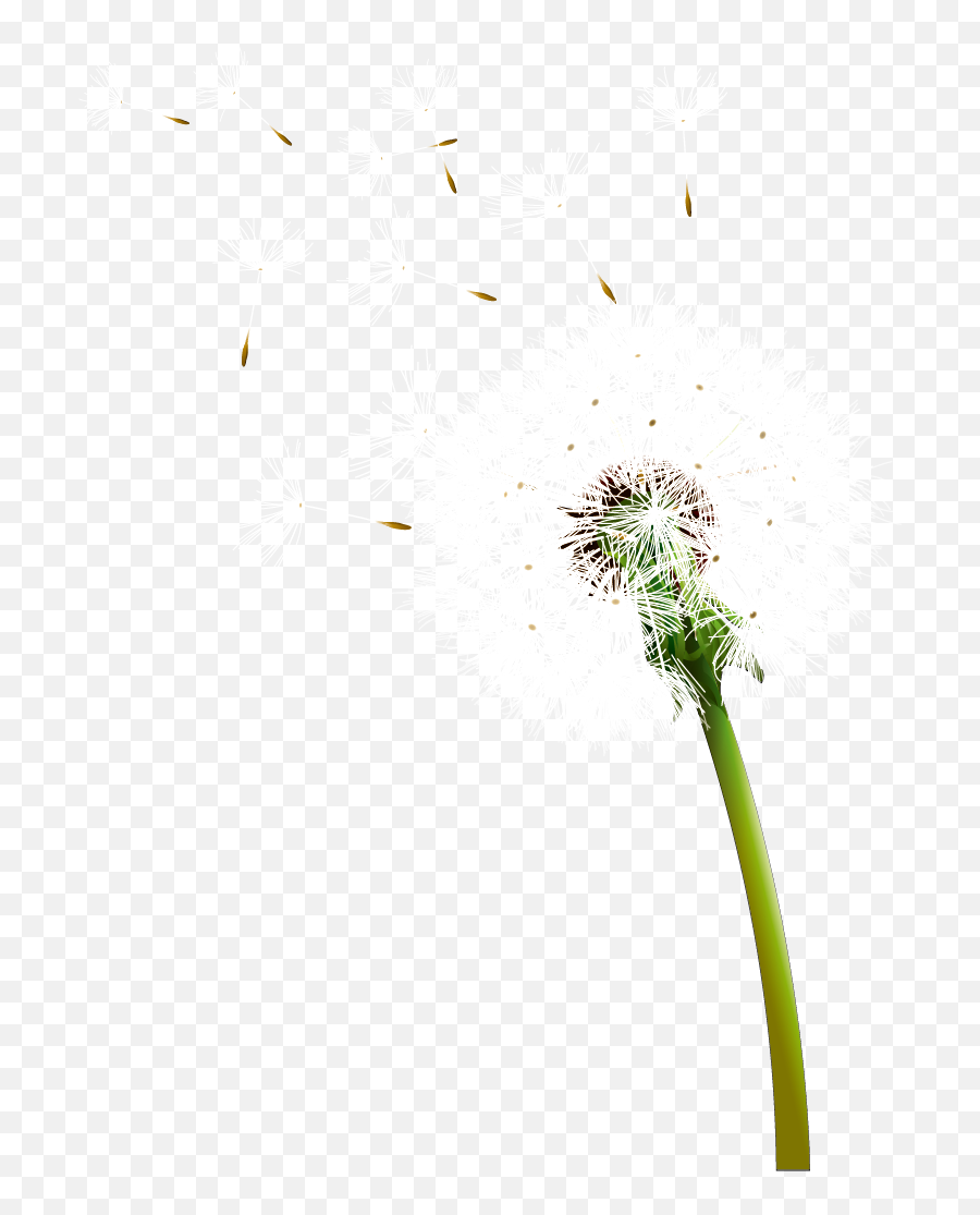 Colored Dandelion Transparent Background Png Mart - Dandelion,Daisy Transparent Background