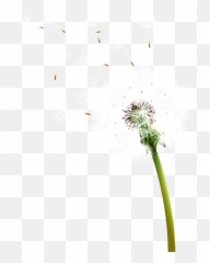 Colored Dandelion Transparent Background Png Mart