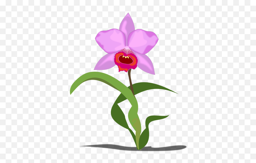 Single Cattleya Flower Vector Graphics Public Domain Vectors Png Orchid Icon
