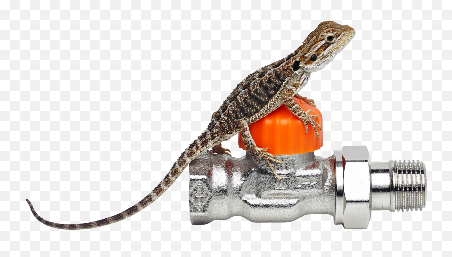 Download Our Bearded Dragon - Iguana Png Image With No Heimeier Imi,Iguana Png